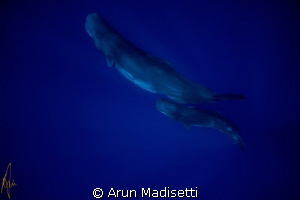 Mother and calf, taken under permit.
 by Arun Madisetti 